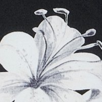 black hawaiian flower